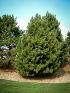 Сосна Чёрная (Pinus Nigra) купить по цене от 270.00р. в интернет-магазине «Посадика» с доставкой почтой в в Тольятти и по всей России – [изображение №1].