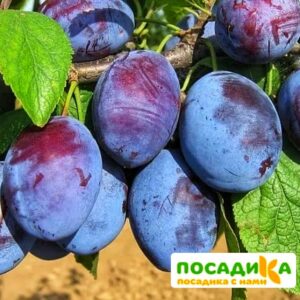 Слива Чачакская ранняя купить по цене от 229.00р. в интернет-магазине «Посадика» с доставкой почтой в в Тольятти и по всей России – [изображение №1].