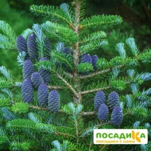 Пихта корейская (Abies koreana) купить по цене от 450.00р. в интернет-магазине «Посадика» с доставкой почтой в в Тольятти и по всей России – [изображение №1].