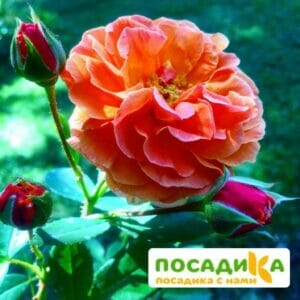 Роза Арабия купить по цене от 350.00р. в интернет-магазине «Посадика» с доставкой почтой в в Тольятти и по всей России – [изображение №1].