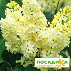 Сирень Примроуз (Primrose) купить по цене от 529.00р. в интернет-магазине «Посадика» с доставкой почтой в в Тольятти и по всей России – [изображение №1].