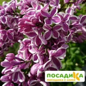 Сирень Сенсация купить по цене от 529.00р. в интернет-магазине «Посадика» с доставкой почтой в в Тольятти и по всей России – [изображение №1].