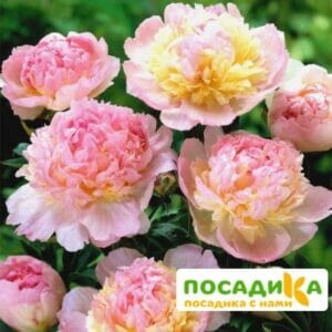 Пион Распберри Сандей (Paeonia Raspberry Sundae) купить по цене от 959р. в интернет-магазине «Посадика» с доставкой почтой в в Тольятти и по всей России – [изображение №1].