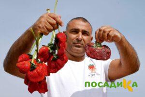 Клубника Гигант Джорнея купить по цене от 266р. в интернет-магазине «Посадика» с доставкой почтой в в Тольятти и по всей России – [изображение №1].