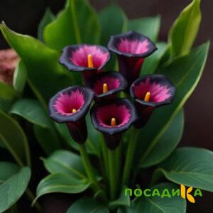 Калла Аура Лейс купить по цене от 400р. в интернет-магазине «Посадика» с доставкой почтой в в Тольятти и по всей России – [изображение №1].