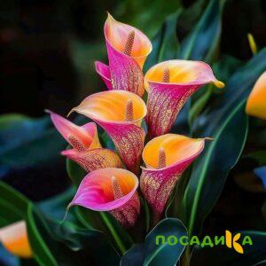 Калла Оникс купить по цене от 450р. в интернет-магазине «Посадика» с доставкой почтой в в Тольятти и по всей России – [изображение №1].