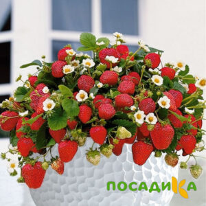 Клубника Рубиновый Шепот (горшечная) купить по цене от 240р. в интернет-магазине «Посадика» с доставкой почтой в в Тольятти и по всей России – [изображение №1].