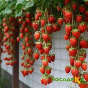 Клубника вьющаяся Комплимент купить по цене от 470р. в интернет-магазине «Посадика» с доставкой почтой в в Тольятти и по всей России – [изображение №1].