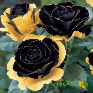 Роза Ханни Сикл купить по цене от 700р. в интернет-магазине «Посадика» с доставкой почтой в в Тольятти и по всей России – [изображение №1].