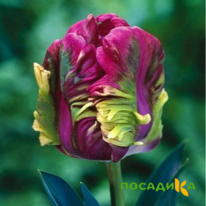 Тюльпан Экзотик Хэвен купить по цене от 186р. в интернет-магазине «Посадика» с доставкой почтой в в Тольятти и по всей России – [изображение №1].