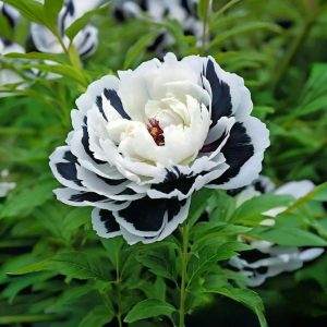 Пион Монохромный Шик купить по цене от 429р. в интернет-магазине «Посадика» с доставкой почтой в в Тольятти и по всей России – [изображение №1].